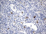 ICOSLG Antibody in Immunohistochemistry (Paraffin) (IHC (P))