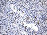 ICOSLG Antibody in Immunohistochemistry (Paraffin) (IHC (P))