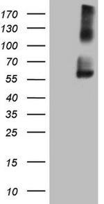 ICOSLG Antibody in Western Blot (WB)