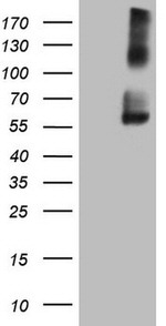 ICOSLG Antibody in Western Blot (WB)