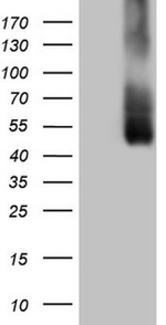 ICOSLG Antibody in Western Blot (WB)