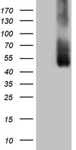 ICOSLG Antibody in Western Blot (WB)