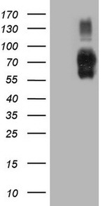 ICOSLG Antibody in Western Blot (WB)