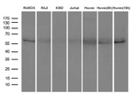 ICOSLG Antibody in Western Blot (WB)