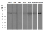 ICOSLG Antibody in Western Blot (WB)