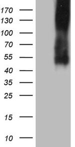 ICOSLG Antibody in Western Blot (WB)