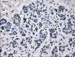 ID3 Antibody in Immunohistochemistry (Paraffin) (IHC (P))