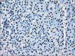 ID3 Antibody in Immunohistochemistry (Paraffin) (IHC (P))