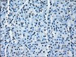 ID3 Antibody in Immunohistochemistry (Paraffin) (IHC (P))