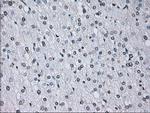ID3 Antibody in Immunohistochemistry (Paraffin) (IHC (P))