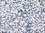 ID3 Antibody in Immunohistochemistry (Paraffin) (IHC (P))