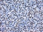 ID3 Antibody in Immunohistochemistry (Paraffin) (IHC (P))
