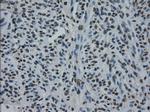 ID3 Antibody in Immunohistochemistry (Paraffin) (IHC (P))