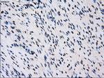 ID3 Antibody in Immunohistochemistry (Paraffin) (IHC (P))