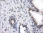 ID3 Antibody in Immunohistochemistry (Paraffin) (IHC (P))