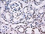 ID3 Antibody in Immunohistochemistry (Paraffin) (IHC (P))