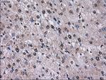 ID3 Antibody in Immunohistochemistry (Paraffin) (IHC (P))