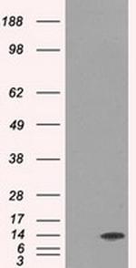 ID3 Antibody in Western Blot (WB)