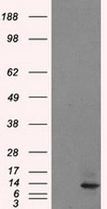 ID3 Antibody in Western Blot (WB)