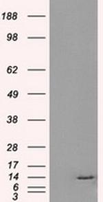 ID3 Antibody in Western Blot (WB)