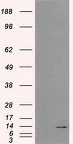 ID3 Antibody in Western Blot (WB)