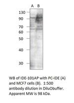 Insulin degrading enzyme Polyclonal Antibody
