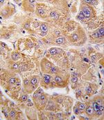 IDE Antibody in Immunohistochemistry (IHC)