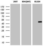 IDH1 (mutant R132H) Antibody in Western Blot (WB)