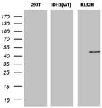 IDH1 (mutant R132H) Antibody in Western Blot (WB)