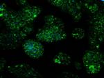 IDH3A Antibody in Immunocytochemistry (ICC/IF)