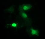 IDO1 Antibody in Immunocytochemistry (ICC/IF)