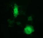 IDO1 Antibody in Immunocytochemistry (ICC/IF)