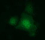 IDO1 Antibody in Immunocytochemistry (ICC/IF)