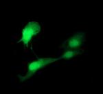 IDO1 Antibody in Immunocytochemistry (ICC/IF)