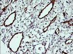 IDO1 Antibody in Immunohistochemistry (Paraffin) (IHC (P))