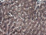 IDO1 Antibody in Immunohistochemistry (Paraffin) (IHC (P))