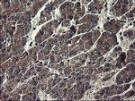 IDO1 Antibody in Immunohistochemistry (Paraffin) (IHC (P))