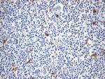 IDO1 Antibody in Immunohistochemistry (Paraffin) (IHC (P))