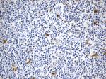 IDO1 Antibody in Immunohistochemistry (Paraffin) (IHC (P))