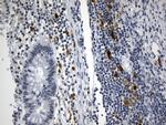 IDO1 Antibody in Immunohistochemistry (Paraffin) (IHC (P))