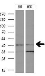 IDO1 Antibody in Western Blot (WB)
