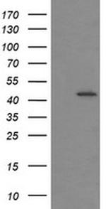IDO1 Antibody in Western Blot (WB)