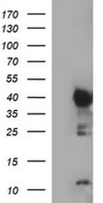 IDO1 Antibody in Western Blot (WB)