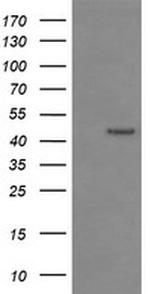 IDO1 Antibody in Western Blot (WB)