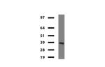 IDO1 Antibody in Western Blot (WB)