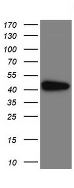 IDO1 Antibody in Western Blot (WB)