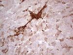 IDO2 Antibody in Immunohistochemistry (Paraffin) (IHC (P))