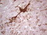 IDO2 Antibody in Immunohistochemistry (Paraffin) (IHC (P))