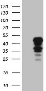 IDO2 Antibody in Western Blot (WB)