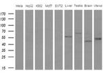 IDO2 Antibody in Western Blot (WB)